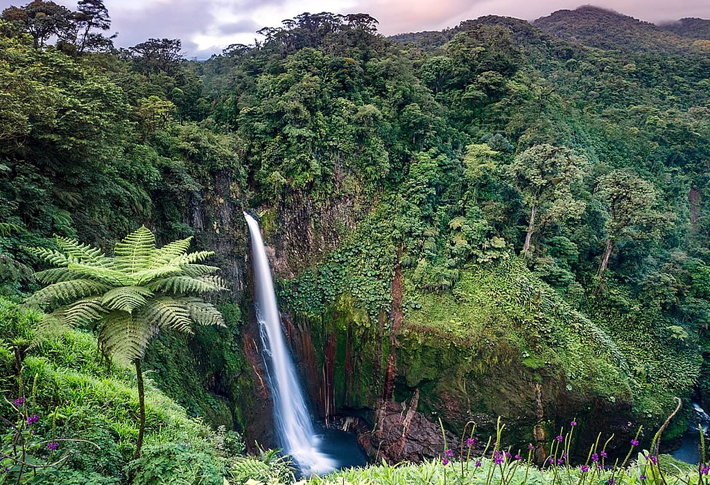 Rainforest Tours (Day & Night)