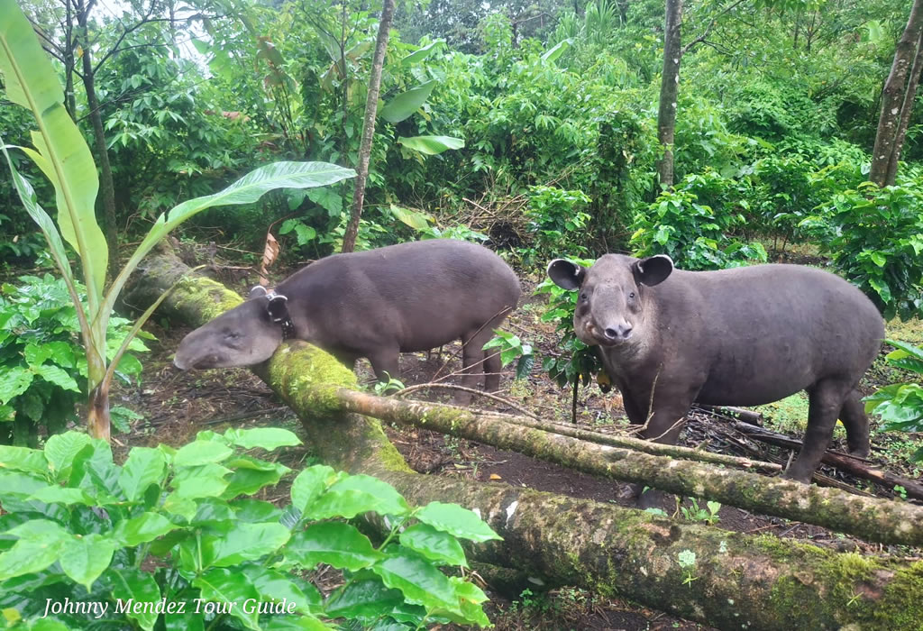 Rainforest Tours (Day & Night)